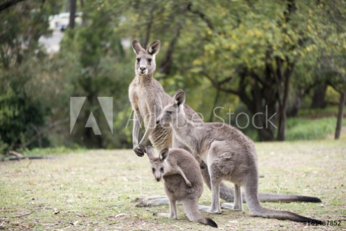 Picture of Kangaroo family